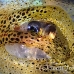 squid_reef_bigfin_pp_h_0104_alo0255_crop.jpg